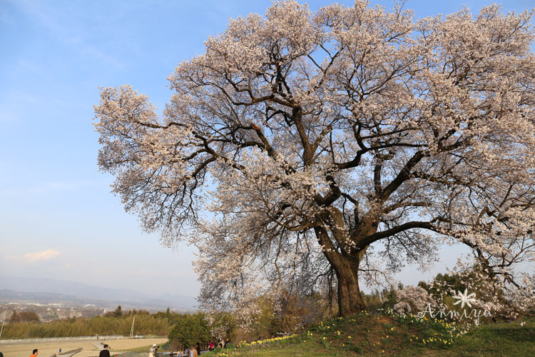 わに塚の桜