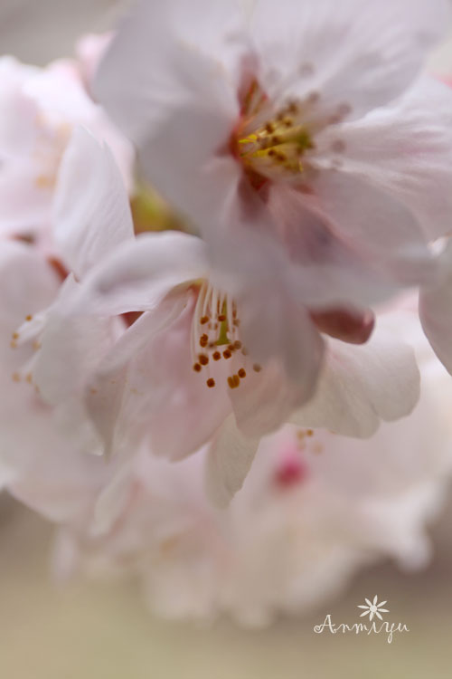 あんみゅと桜