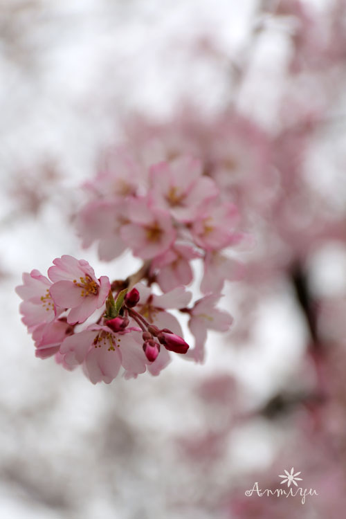 あんみゅと桜