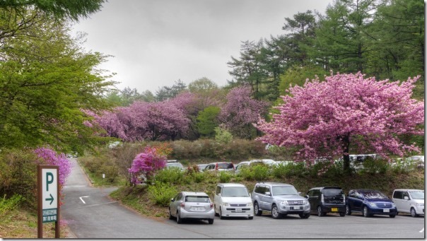 赤城自然園の八重桜
