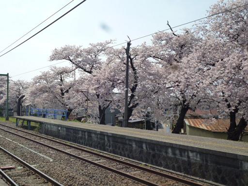 春の分水駅桜
