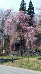 撤然桜
