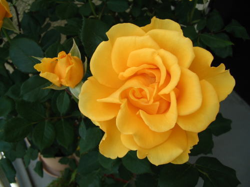 伊豆高原　ギャラリー　ショップ　ギャラリーぶなの木　ヘンリーフォンダという黄色のバラ