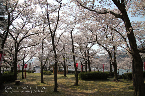 境台場公園桜まつり