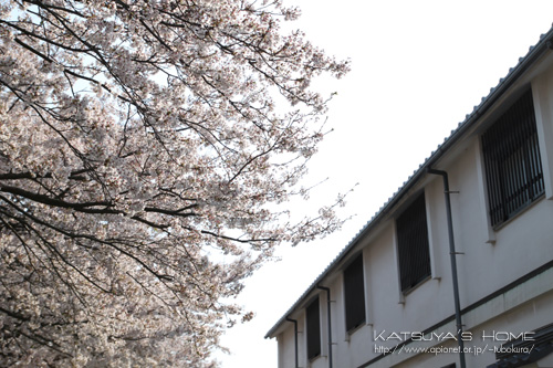 境台場公園桜まつり
