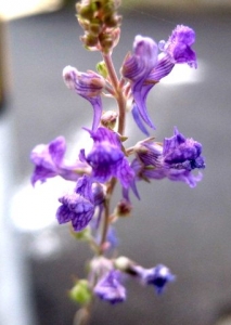 紫の花　in　ぽえむ