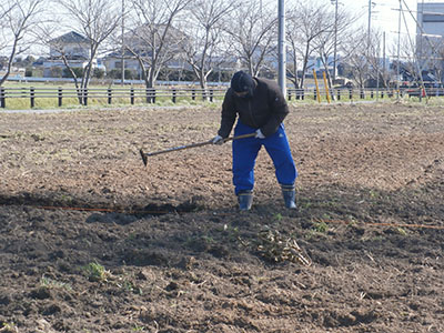 種イモを植えるための溝を掘っています