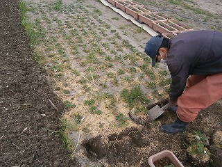 冬を越したイチゴ苗を掘り上げているところ