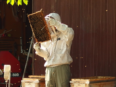 ミツバチの世話