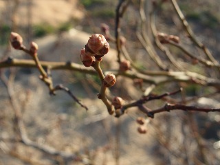 ブルーベリーの花芽