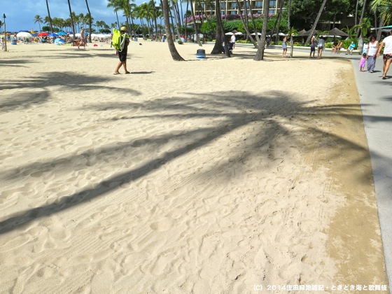 椰子の木の影