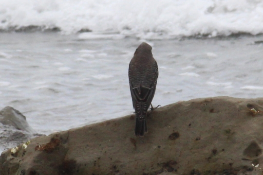 浜辺で見かけた野鳥０２