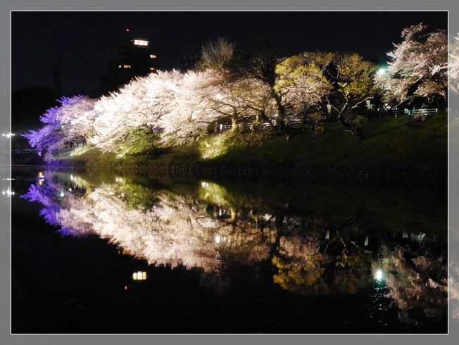 夜桜１３